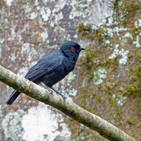 black tit (c) bellbird
